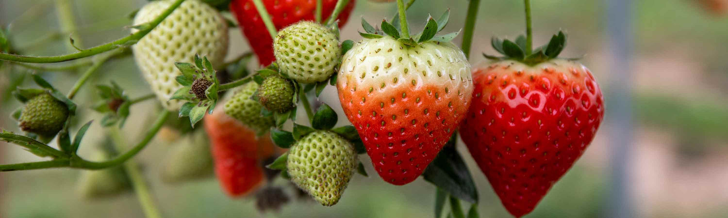 Early Harvest Strawberries