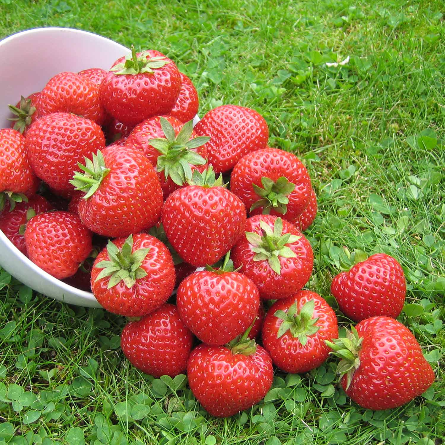 9cm Strawberries