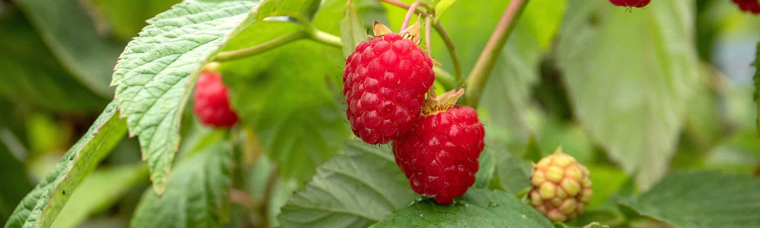 Raspberries fruiting on plant