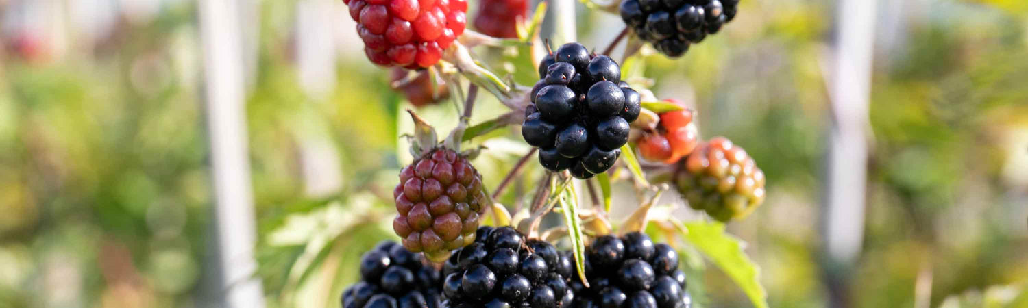 Potted Thornless Fruit