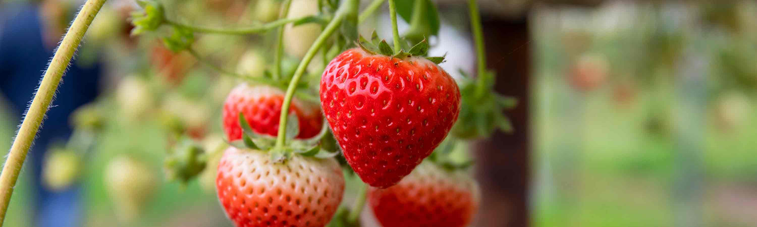 Main Harvest Strawberries