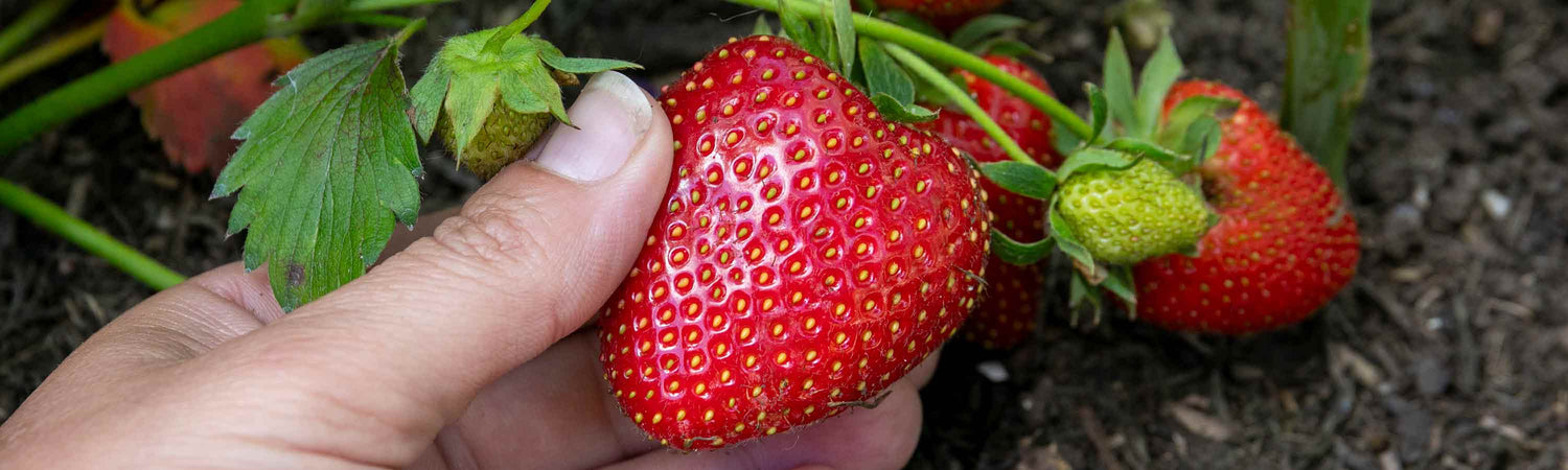 Everbearer Strawberries