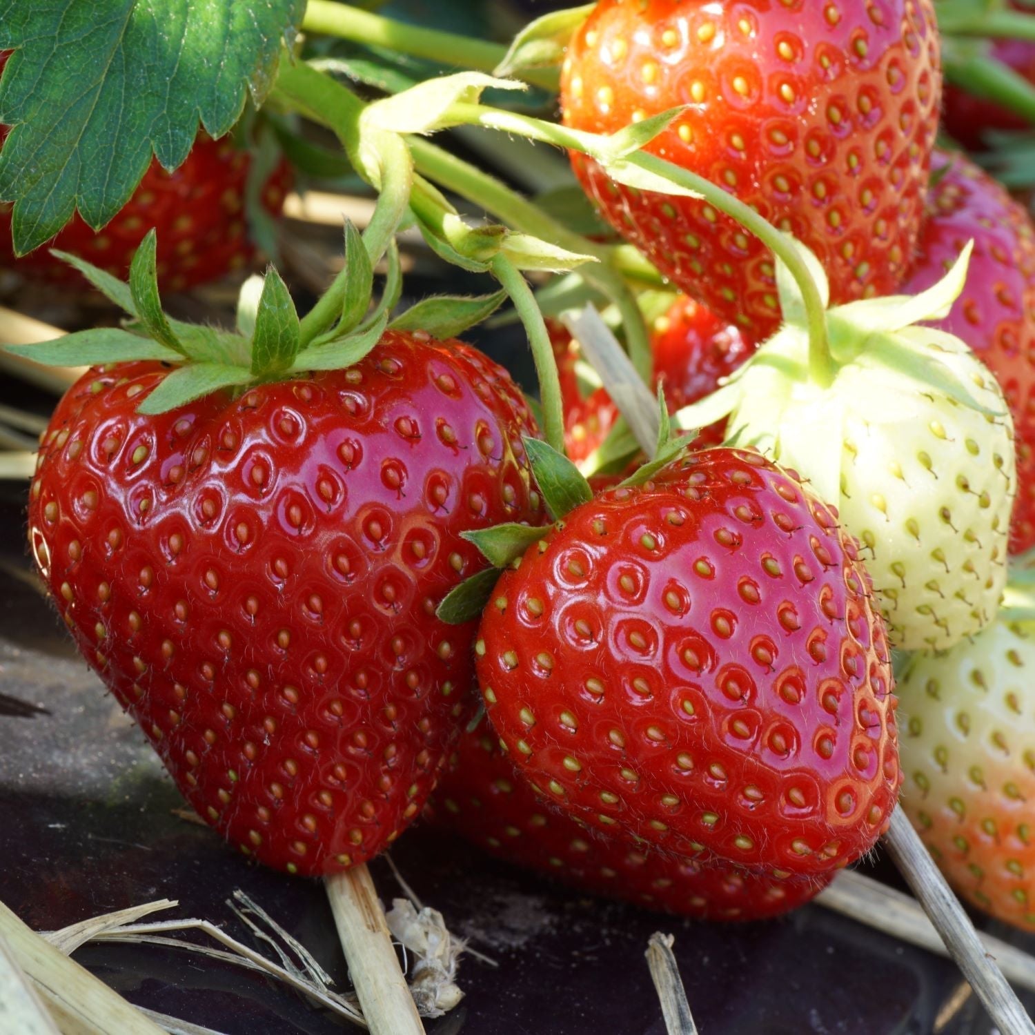 New Strawberry Plants