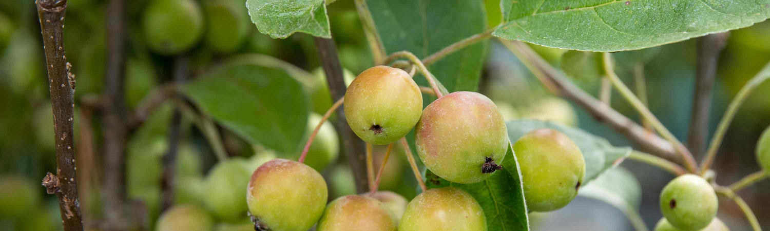 Crab Apple Trees