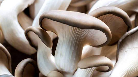 Mushroom Growing Kits