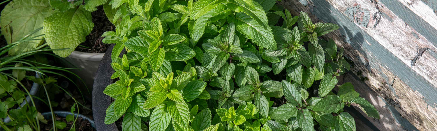 Green Mint Growing