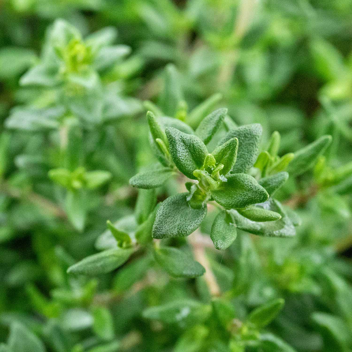 green thyme growing