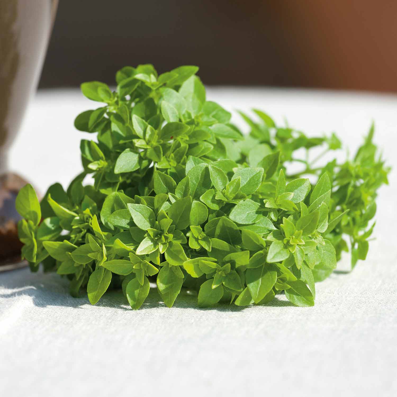 Basil Plants