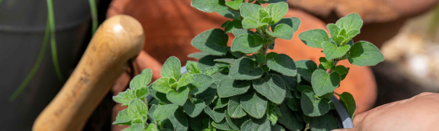 Oregano Leaves