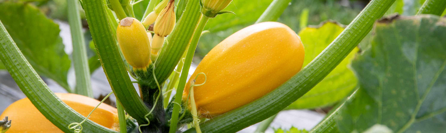 New Vegetable Plants