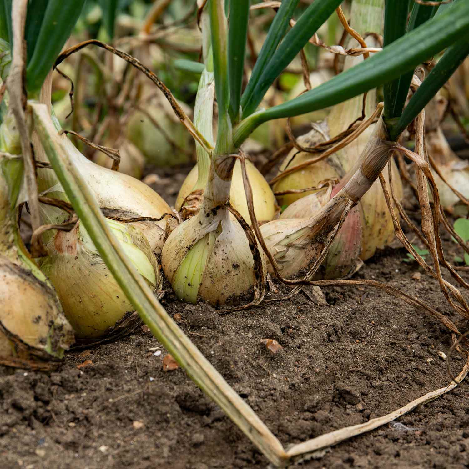 Onion Plants