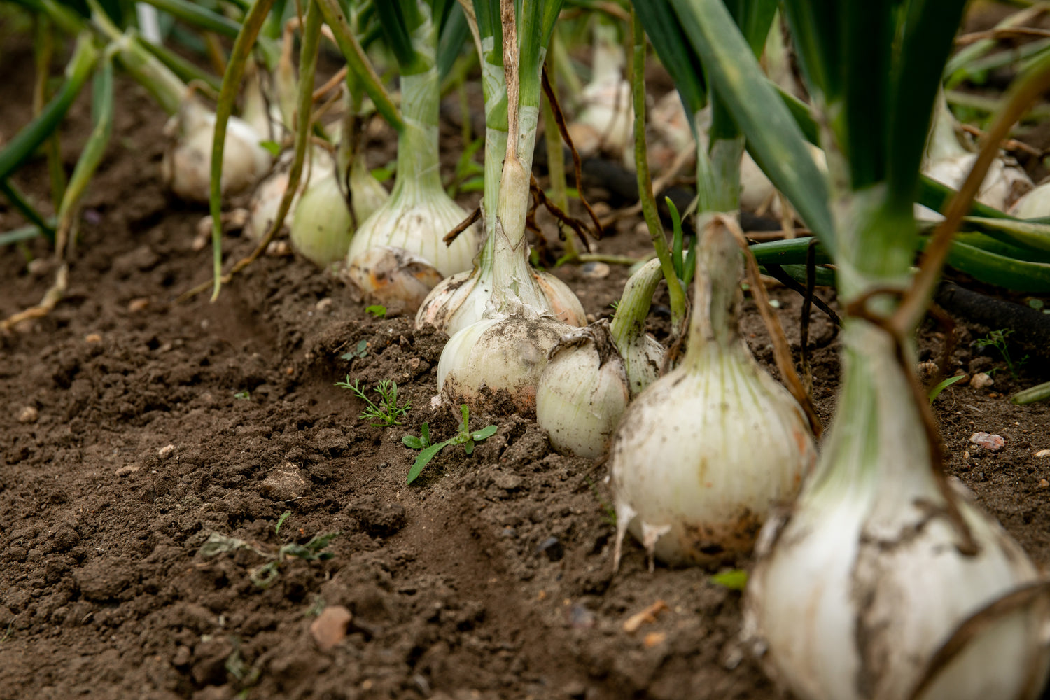 Pre-Order Onions Shallots & Garlic