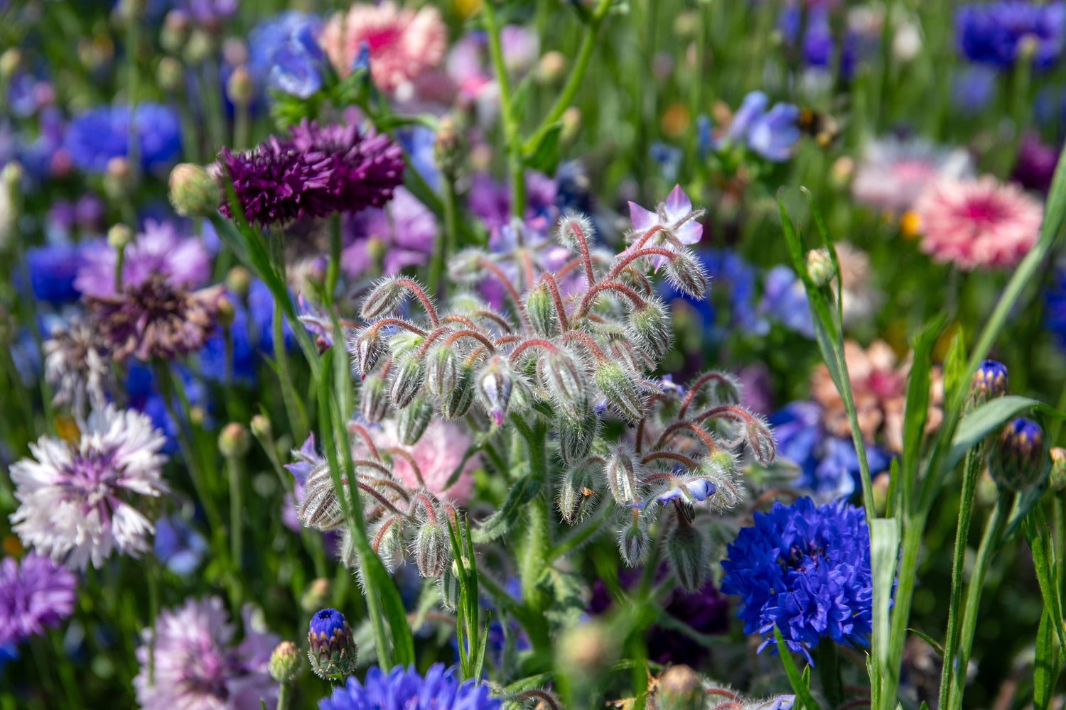 Wildflowers