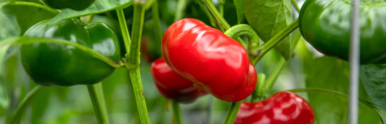 Pepper Plants