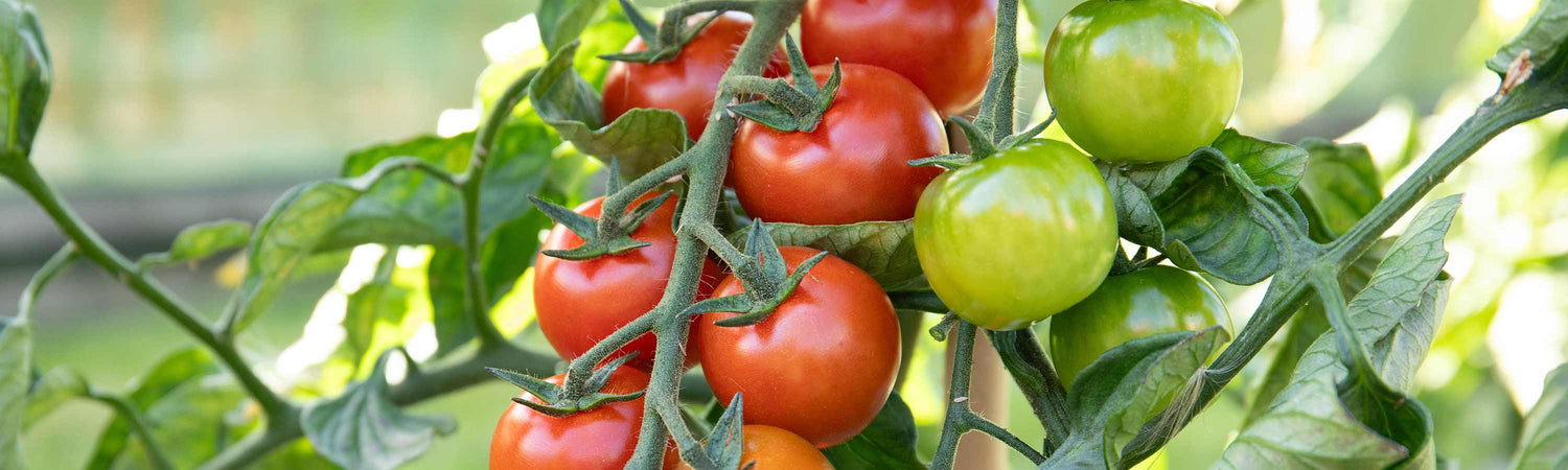 Cherry Tomato Plants