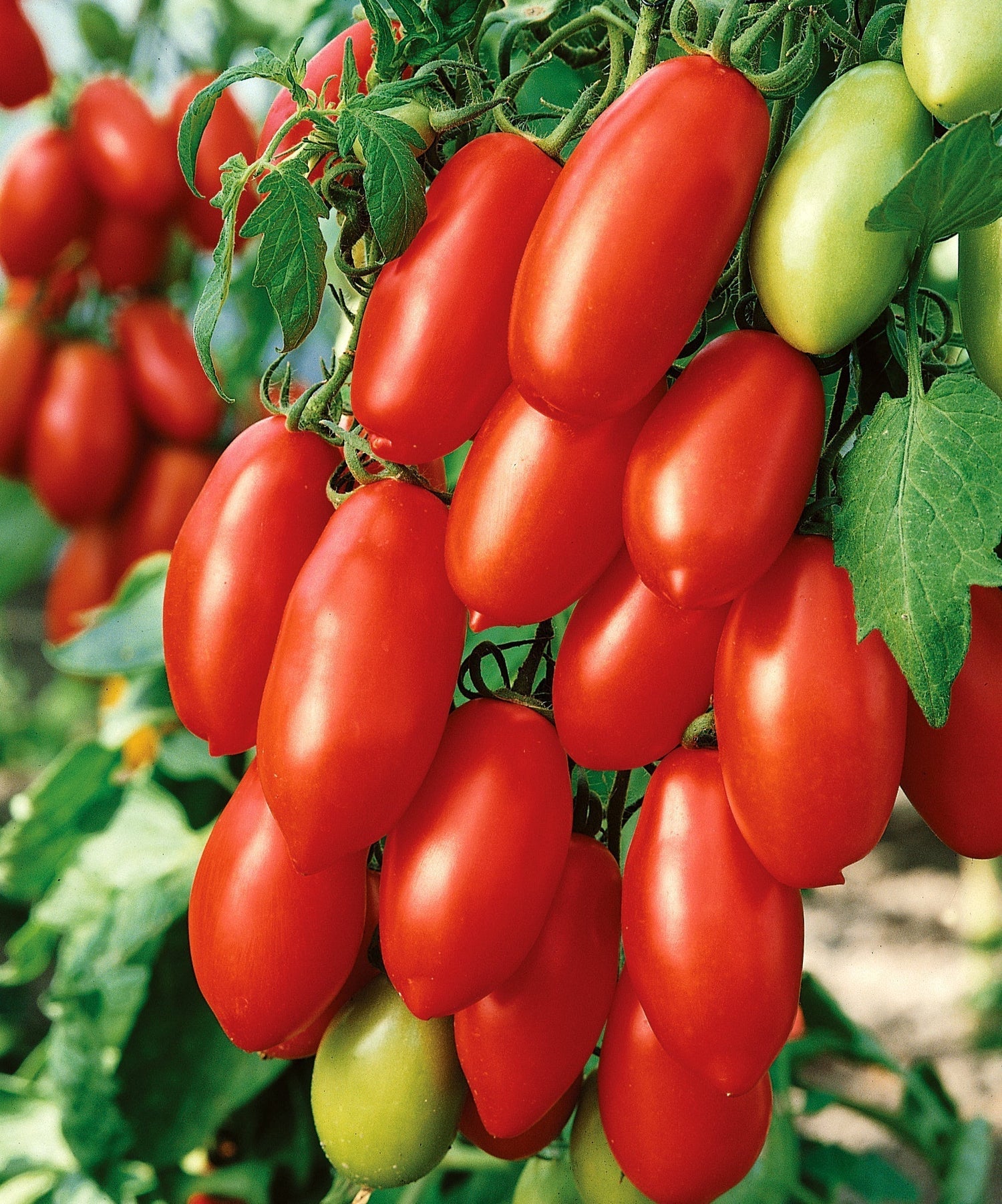 Tomato Plants