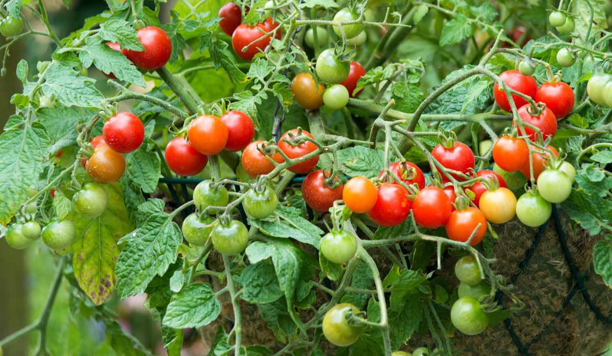 Buy New Fruit & Vegetable Plants Buy New Fruit & Vegetable Plants