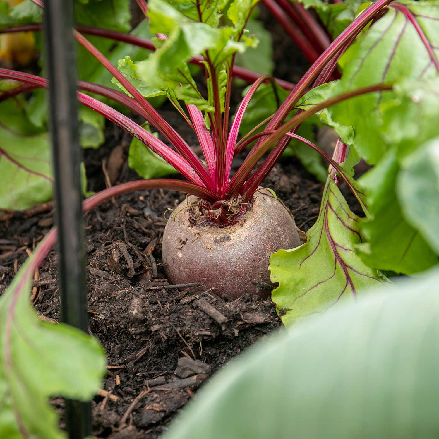 Garden Ready Vegetables