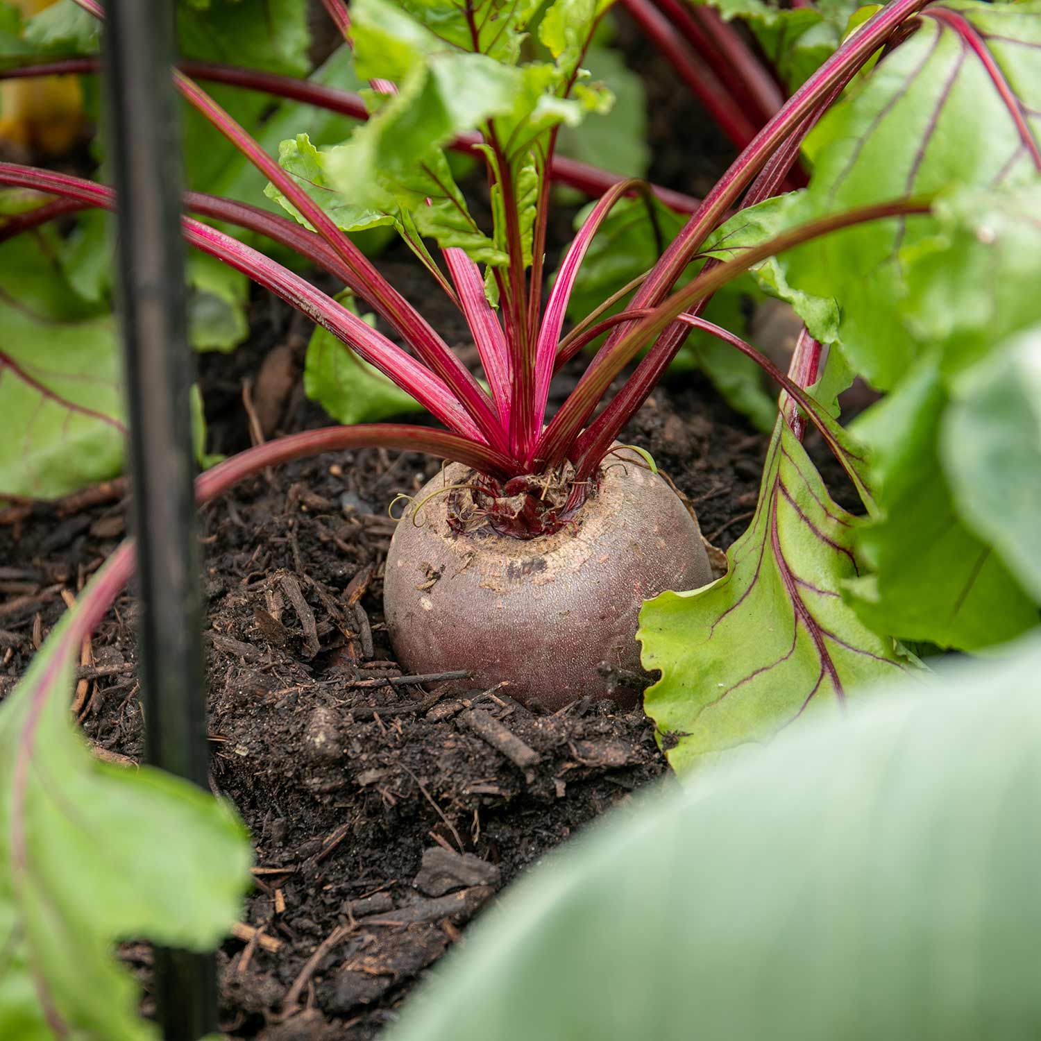 Seasonal Vegetables