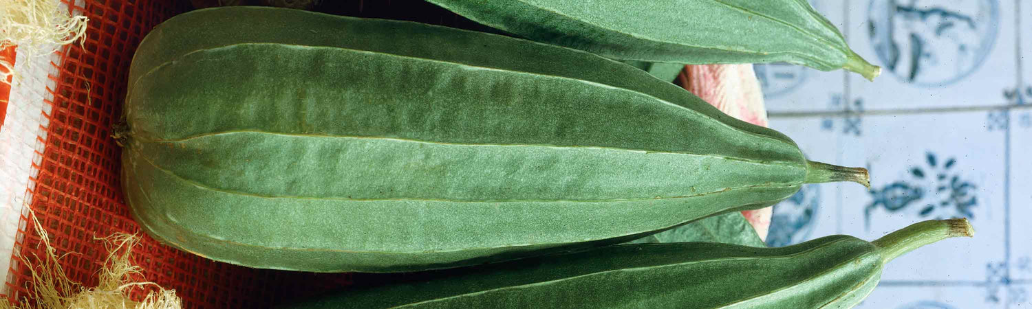 Loofah Plants