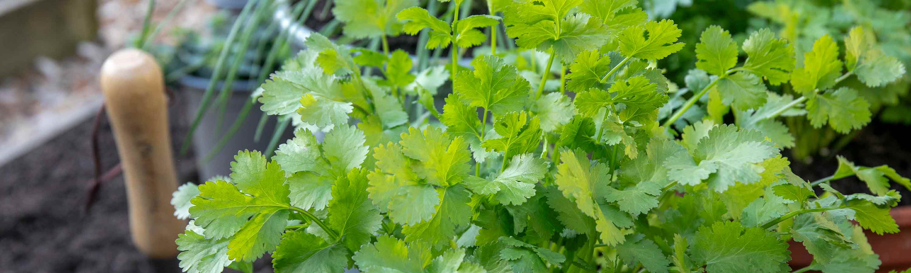 Coriander Plants | Buy Online Coriander Plants UK | Coriander Plants ...