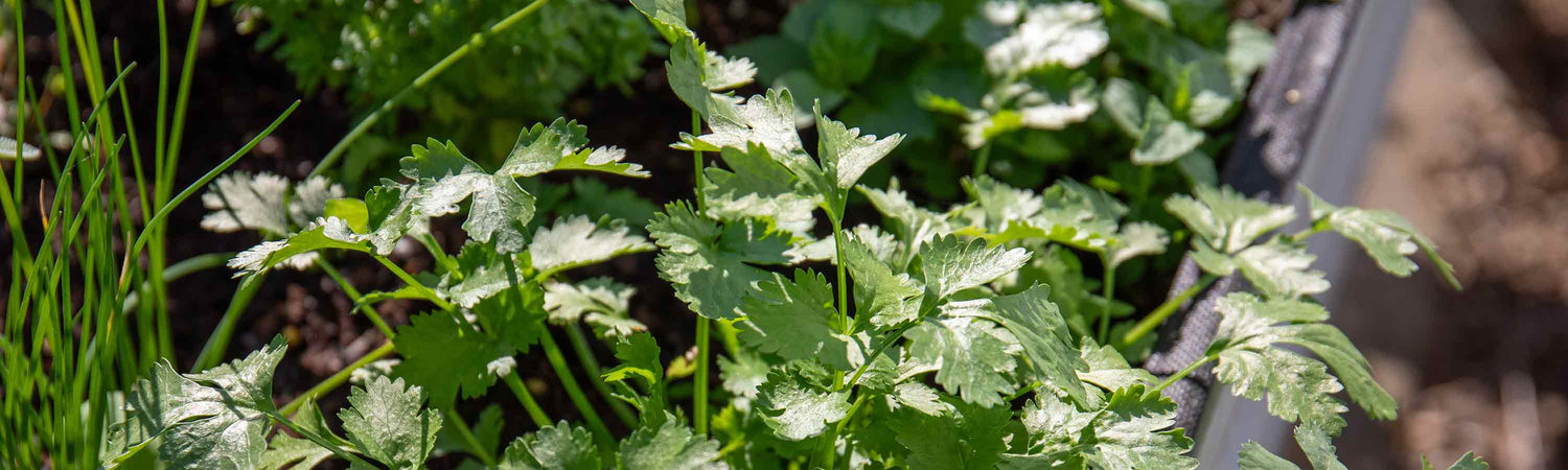Coriander Seeds