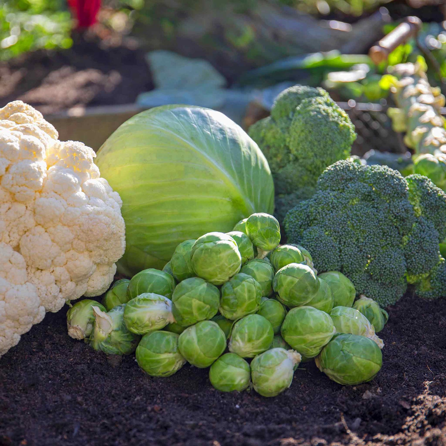 Vegetable Collections