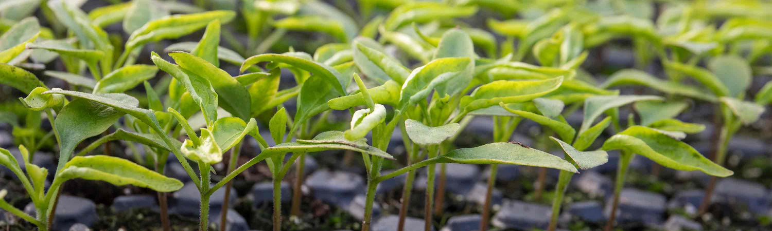 Chilli Pepper Seeds