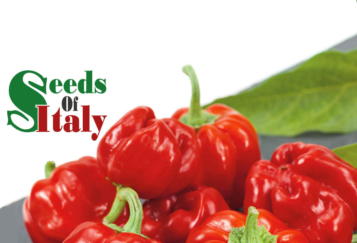 Seeds Of Italy Vegetable Plants