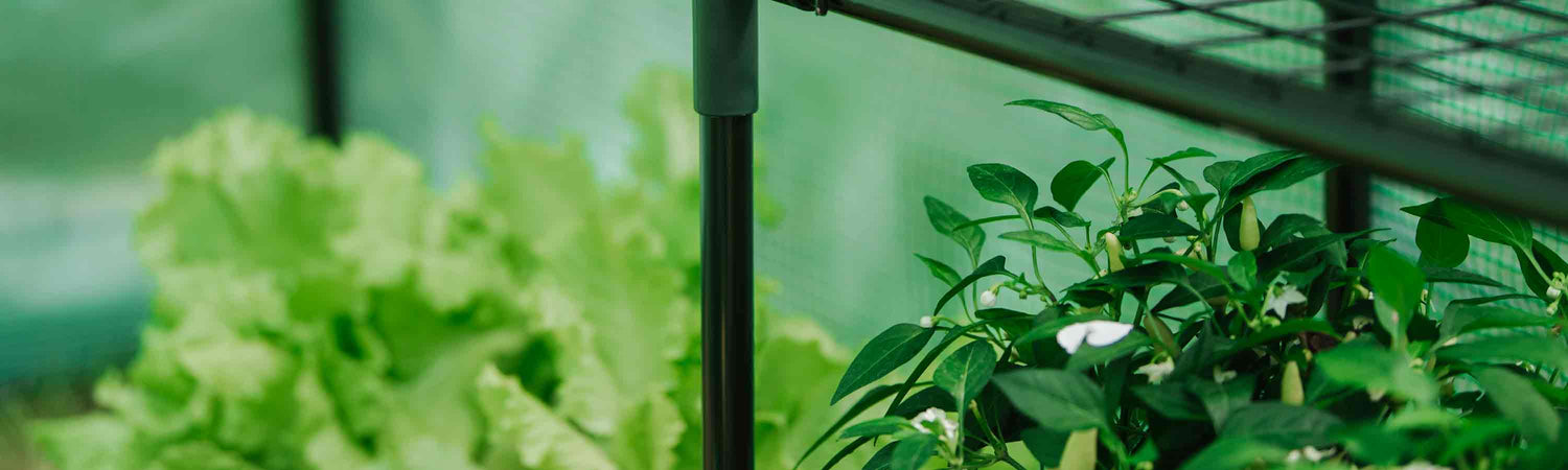 Plant Protection Offer