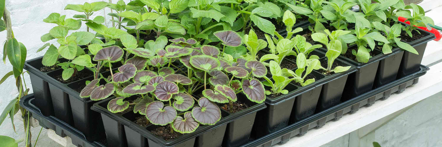 Seed Trays & Pots