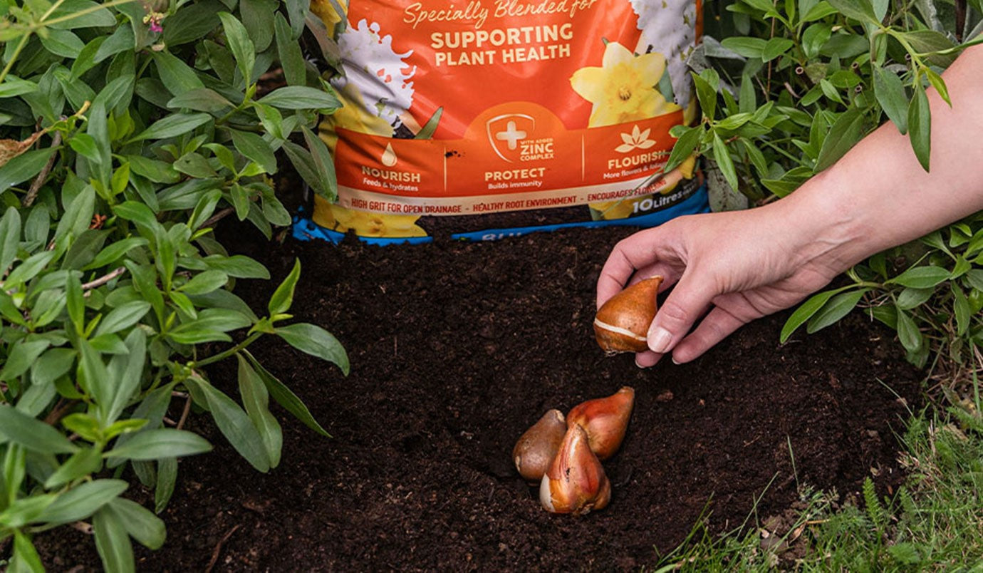 Bulb Compost