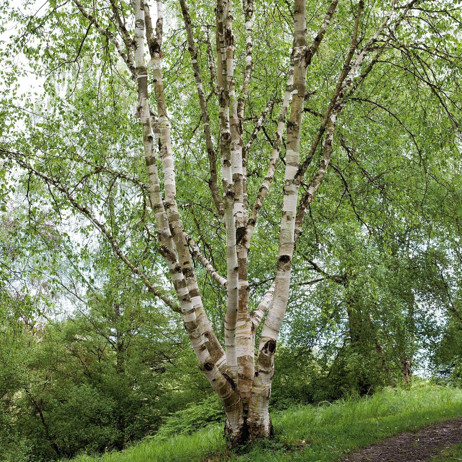 Birch Trees