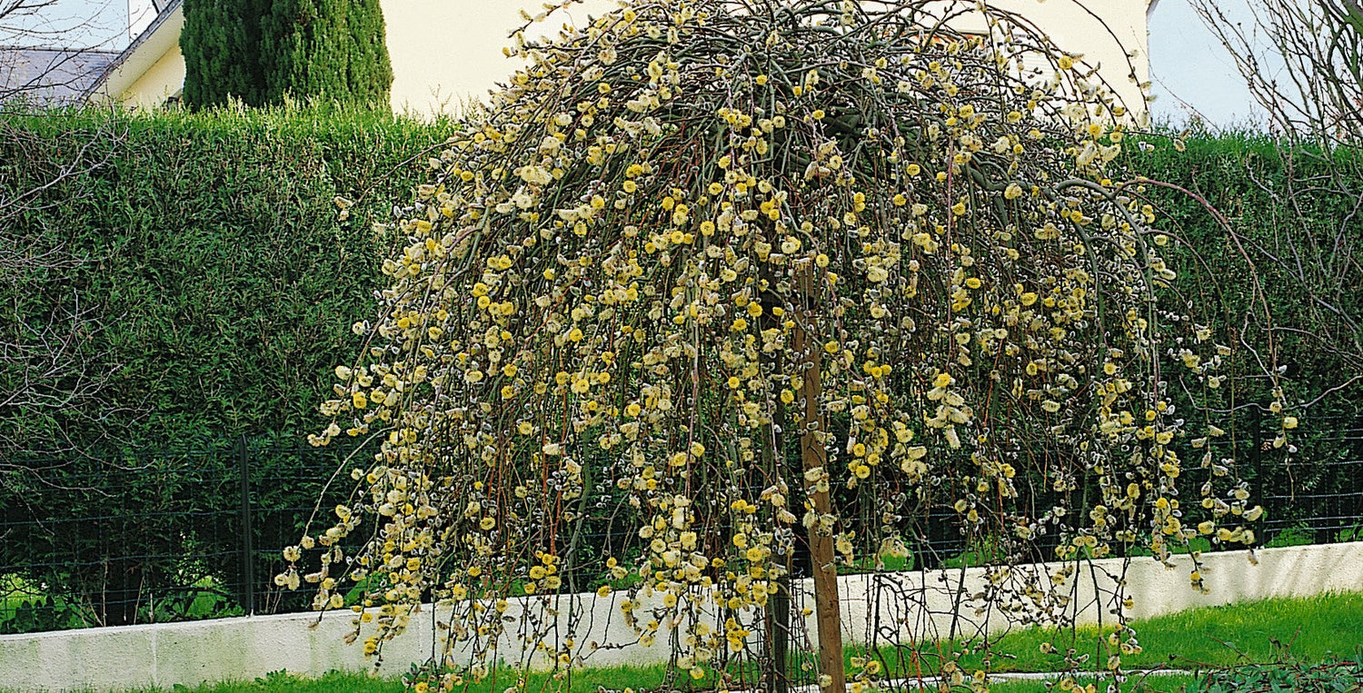 Salix Tree