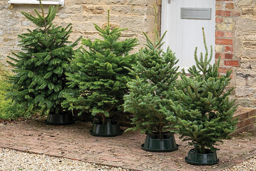 Real Christmas Trees