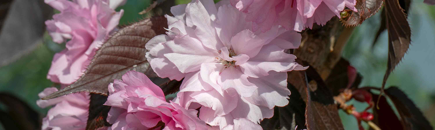 Cherry Blossom Trees