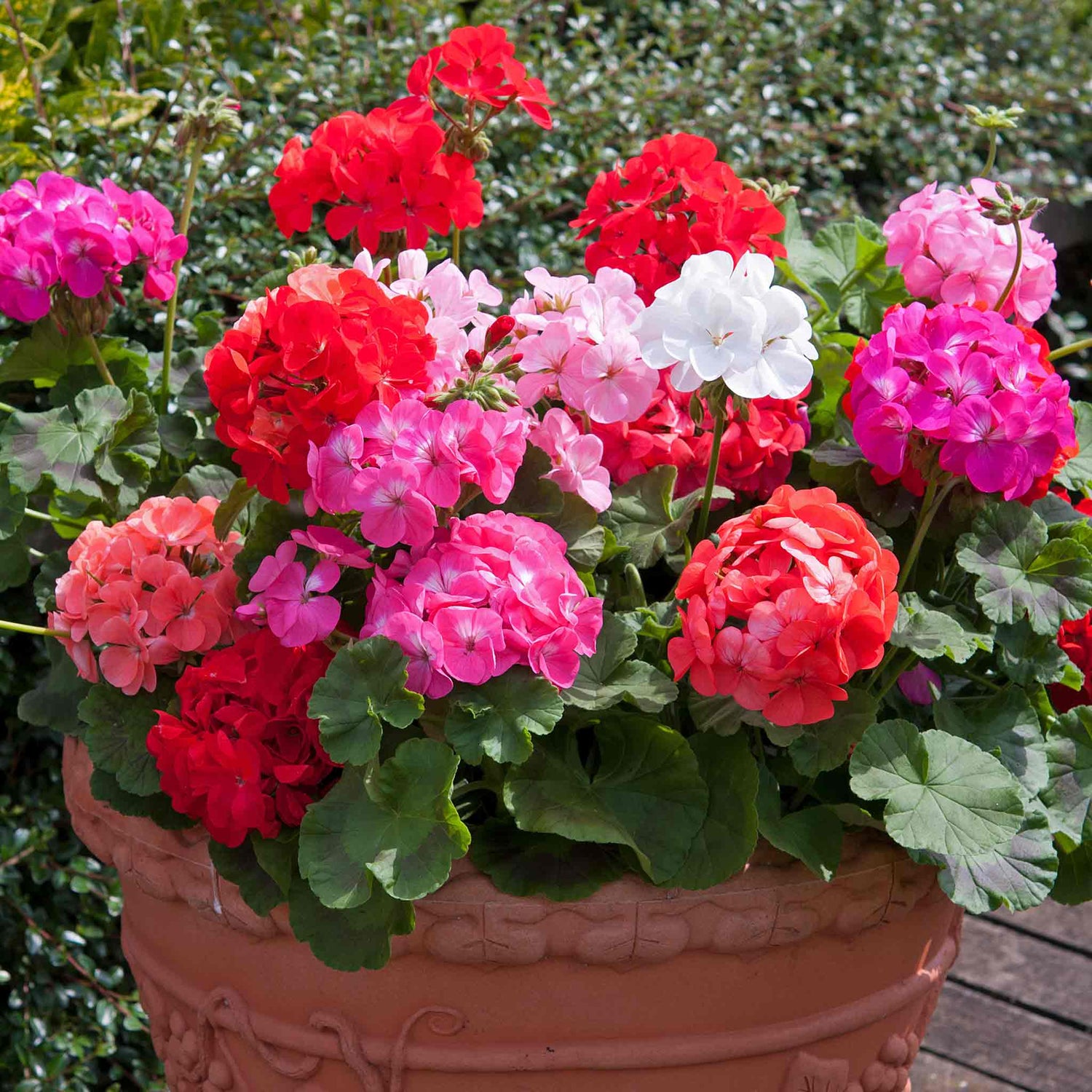 Gardeners World Email - GWE113