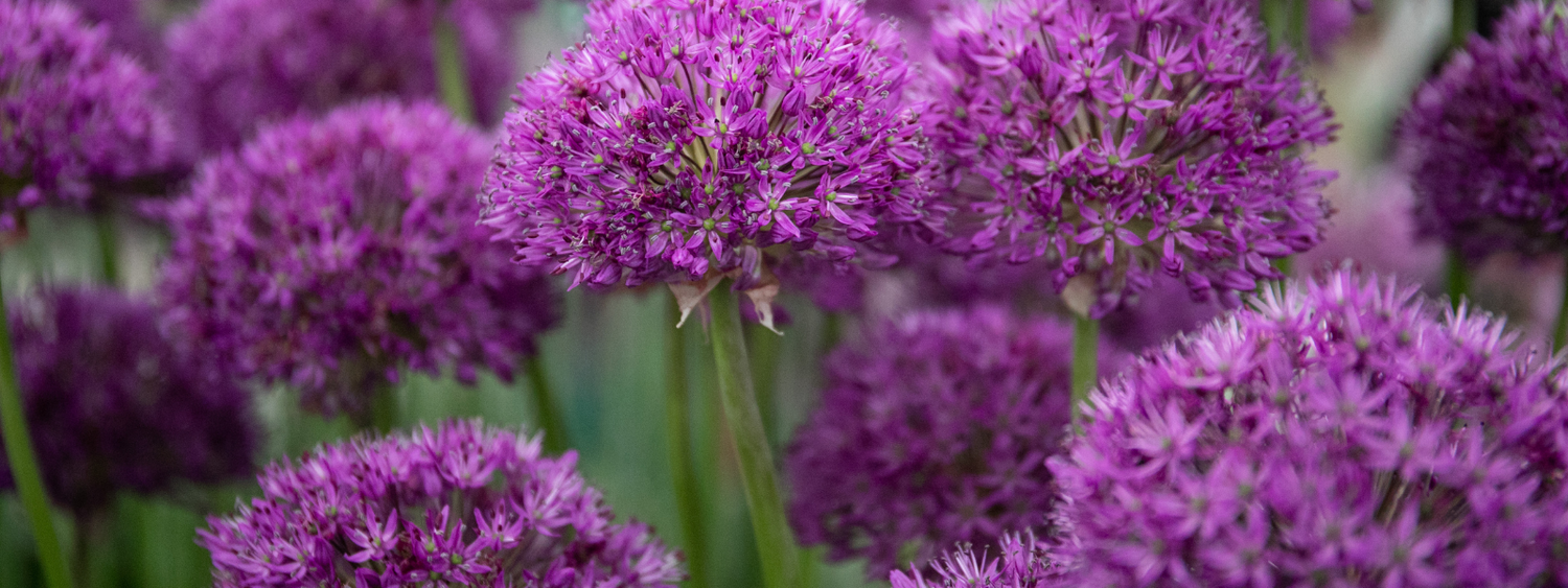 Gardeners World GWE119