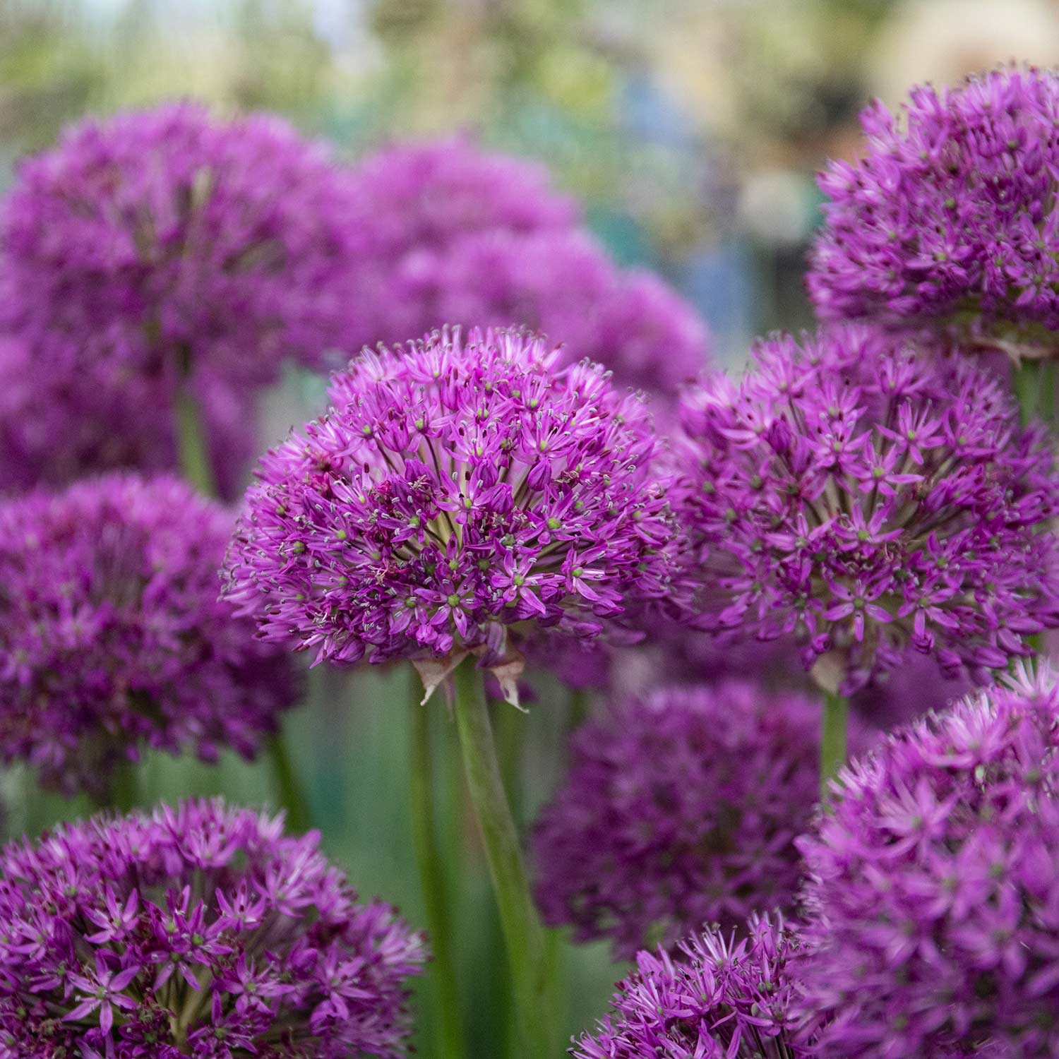 Purple Spring Bulbs