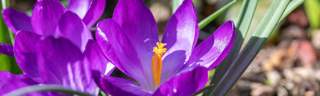 Crocus Bulbs | Buy Crocus Bulbs Online | Crocus Bulbs for Sale ...