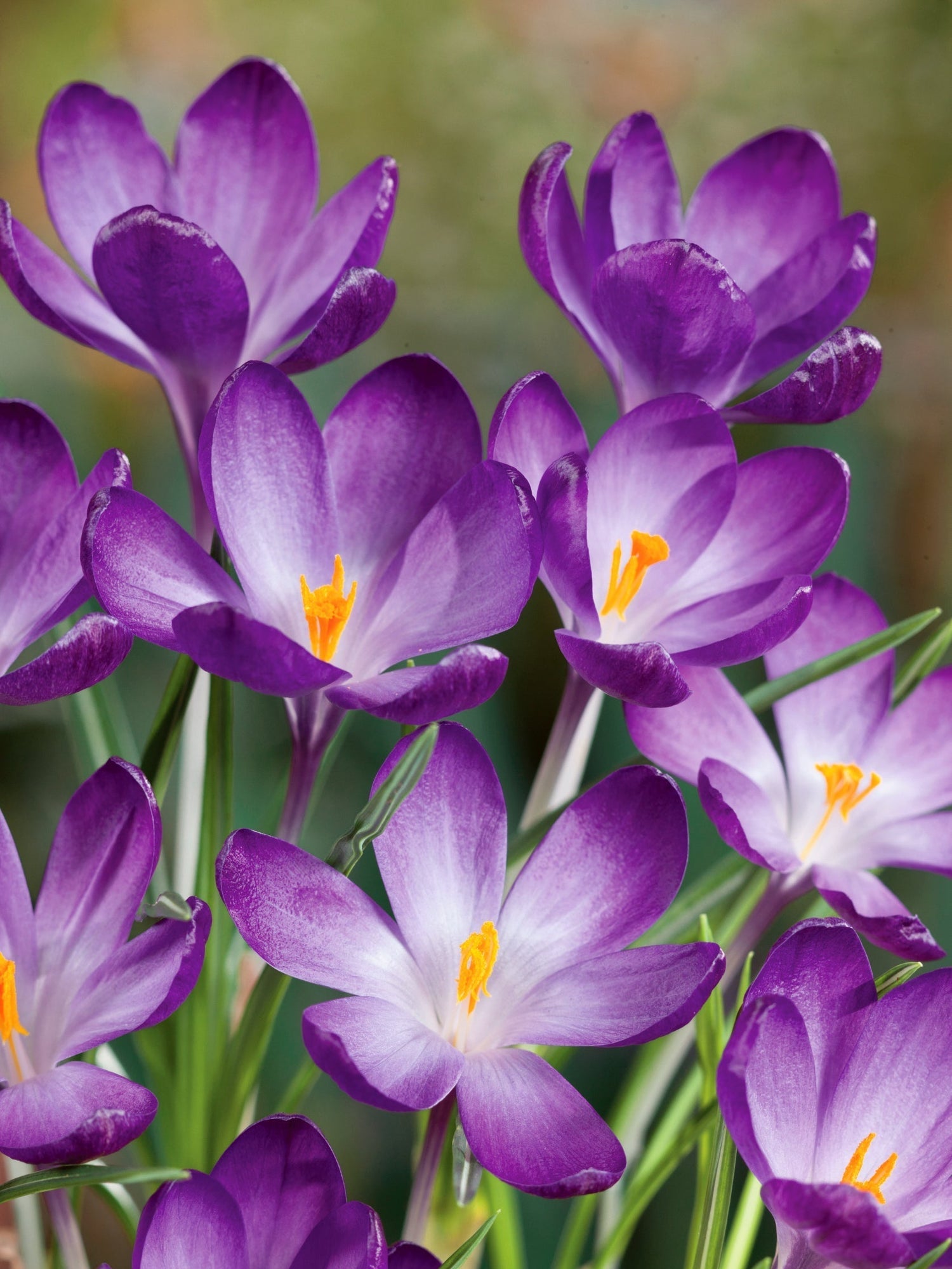 Crocus Bulbs