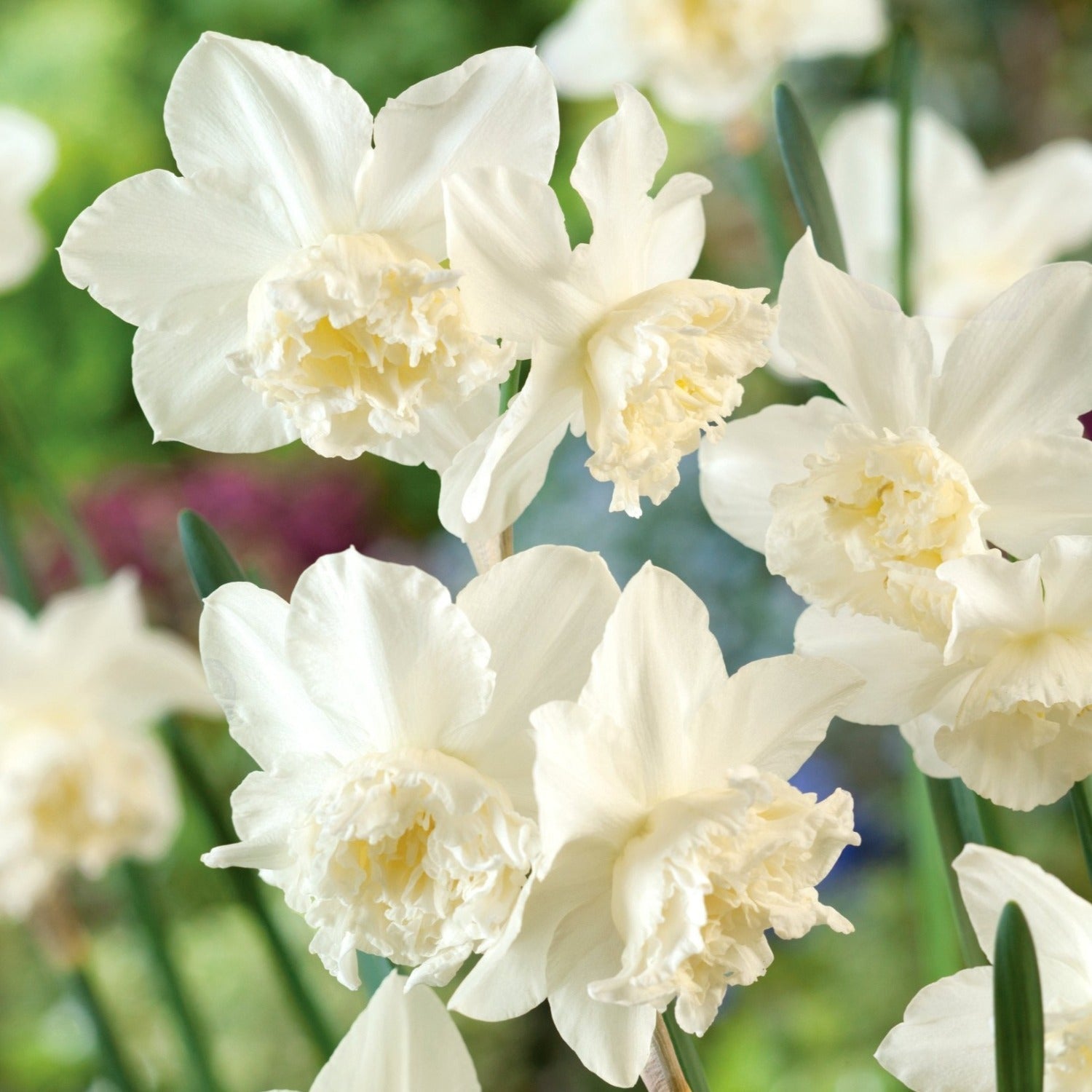 White Spring Bulbs