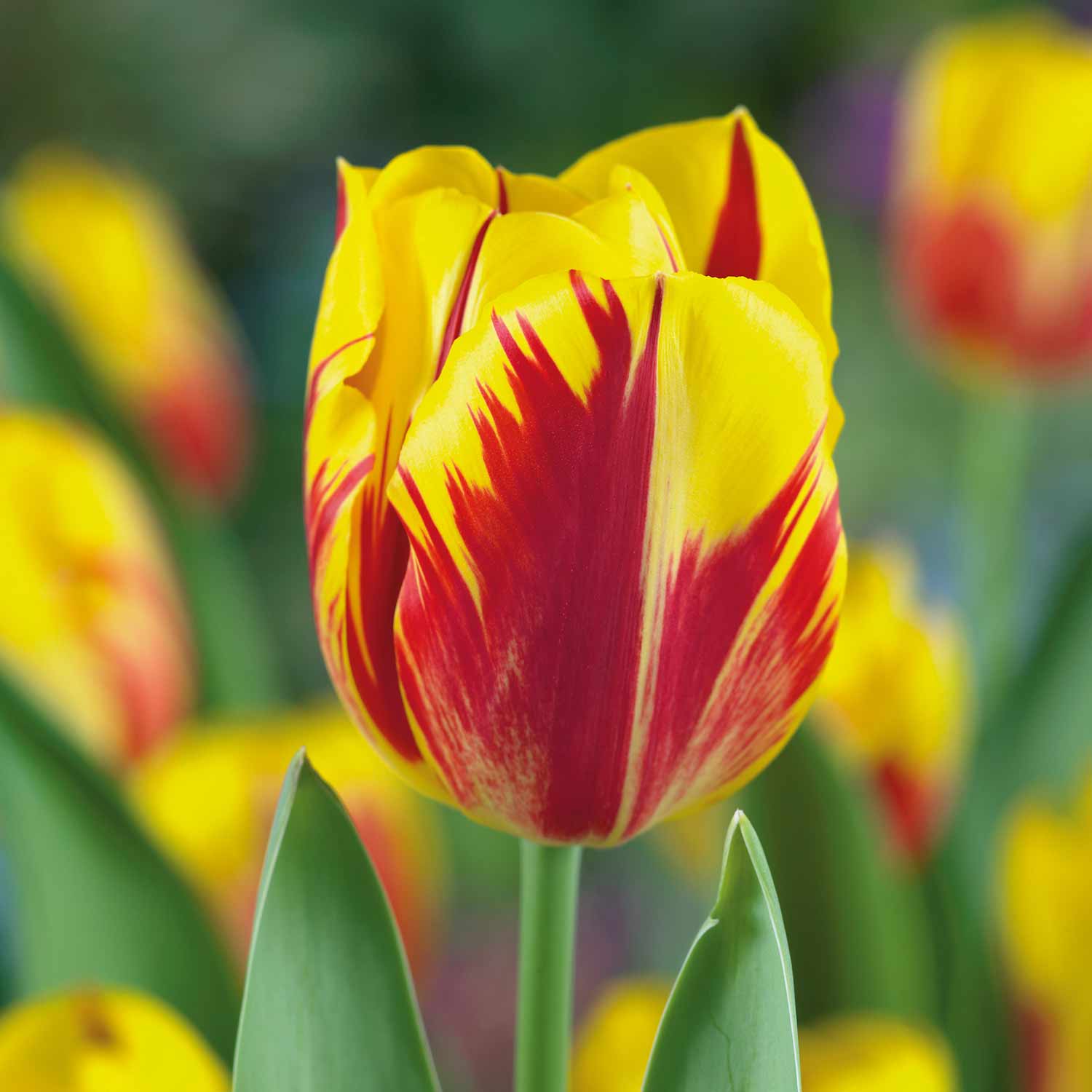 New Spring Flowering Bulbs