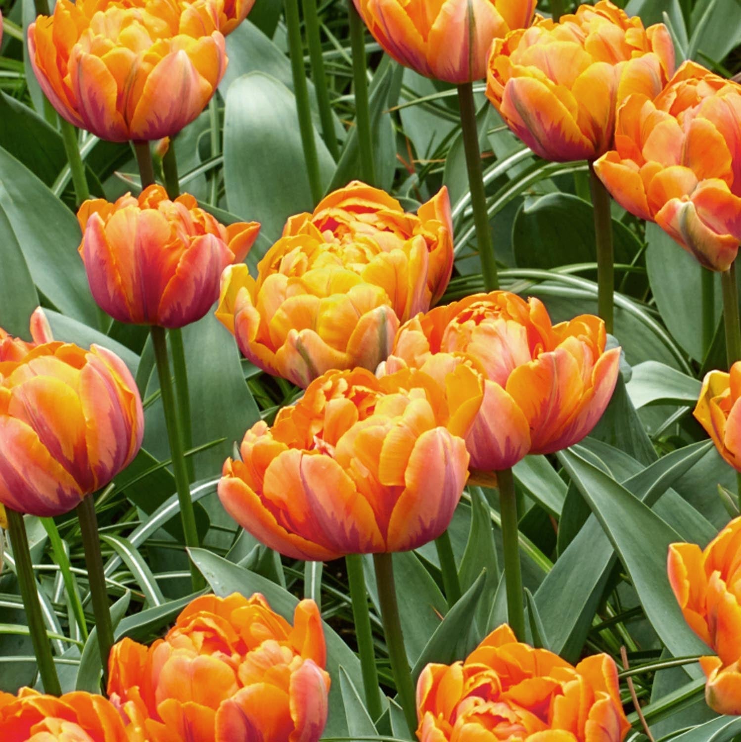 Orange Spring Bulbs