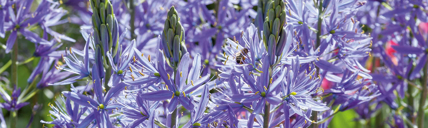 Camassia Plants