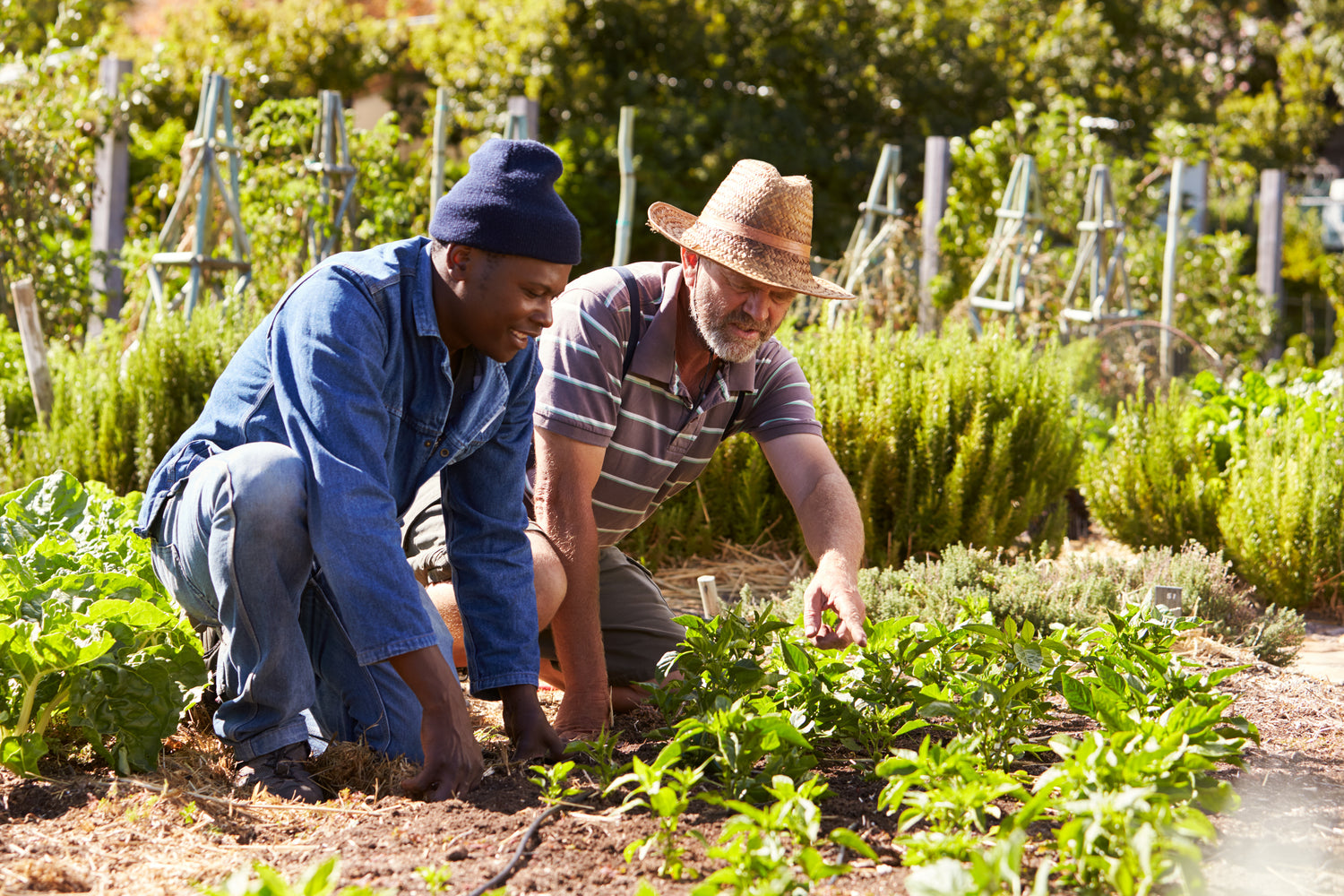 National Allotment Week