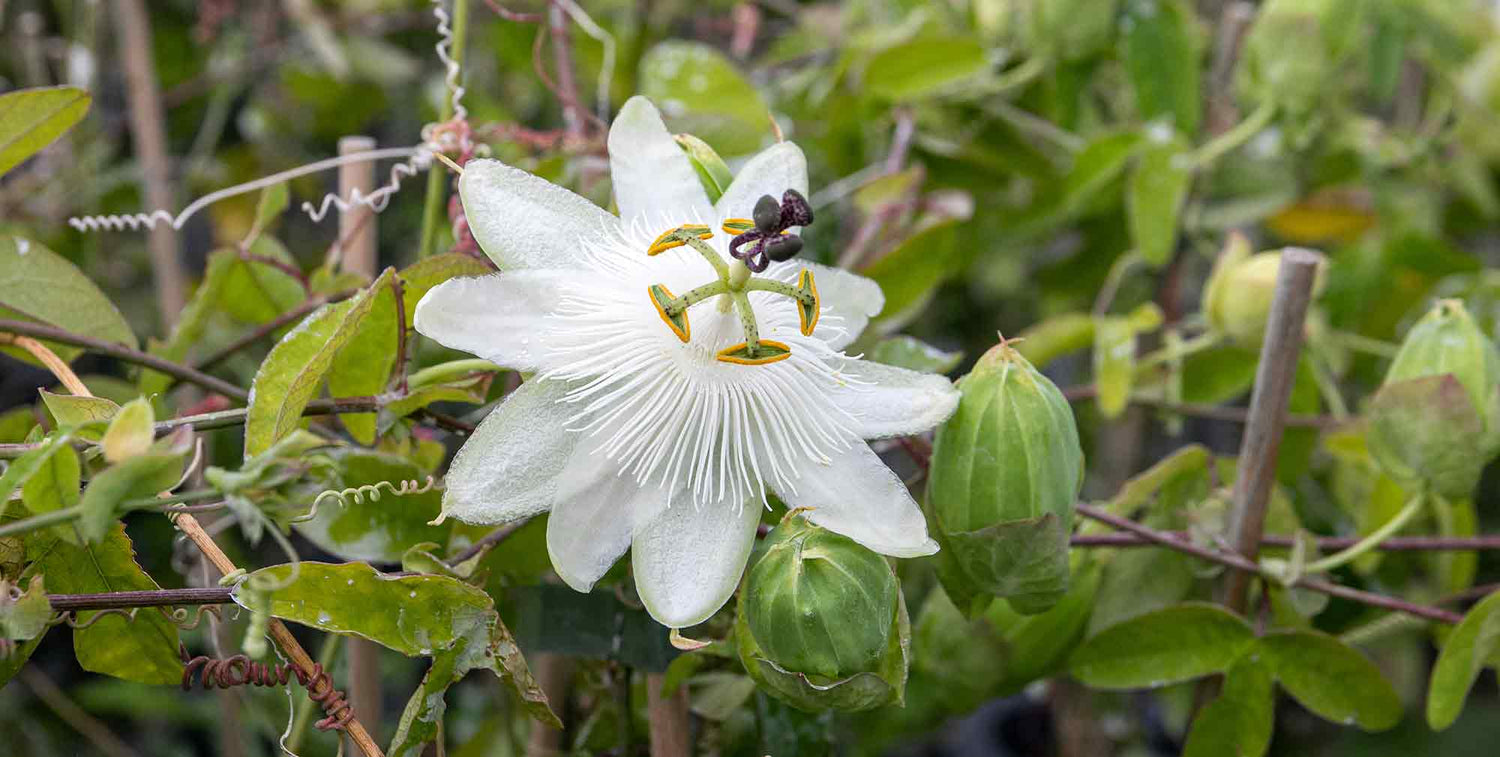 Passion flower