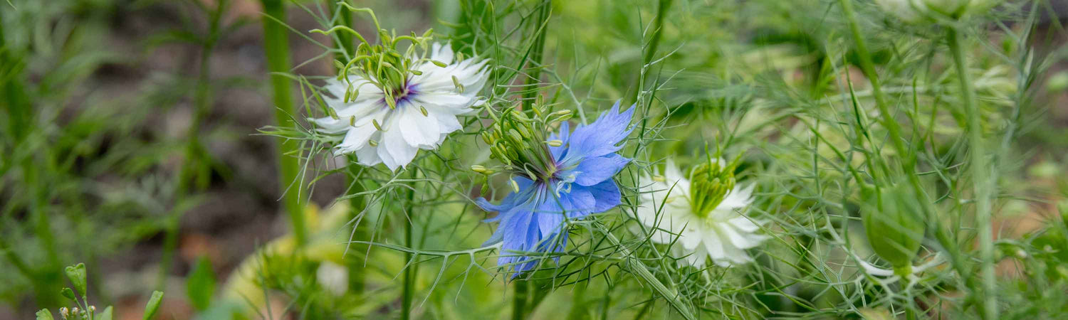Nigella Seeds