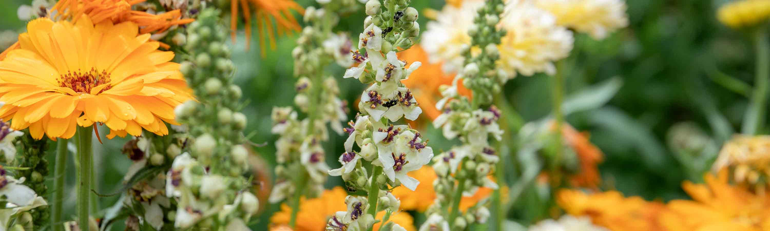 Verbascum Seeds