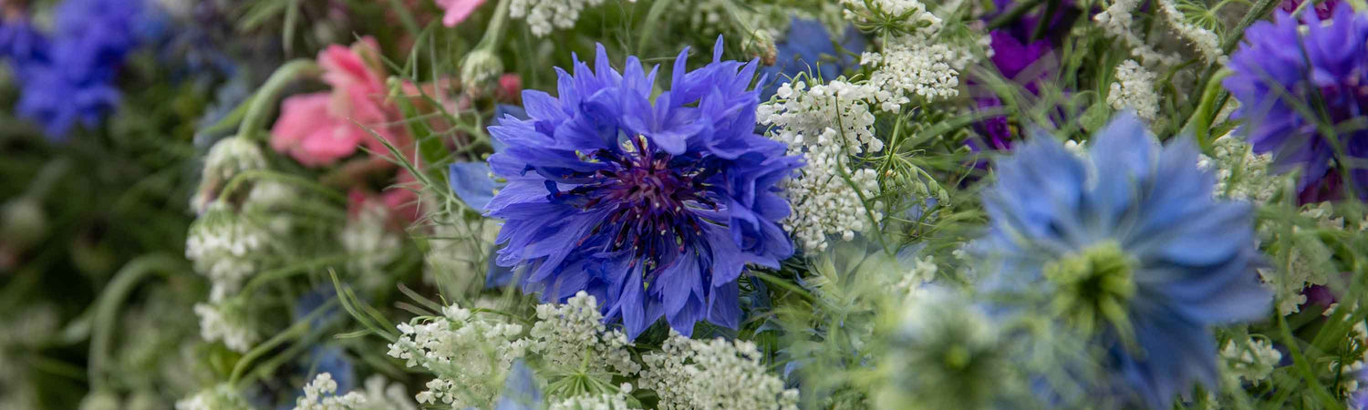 Cornflower Seeds